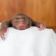 Illustration for article titled Unbelievably Cute Pictures of Rescued Baby Slothsem/emem/em